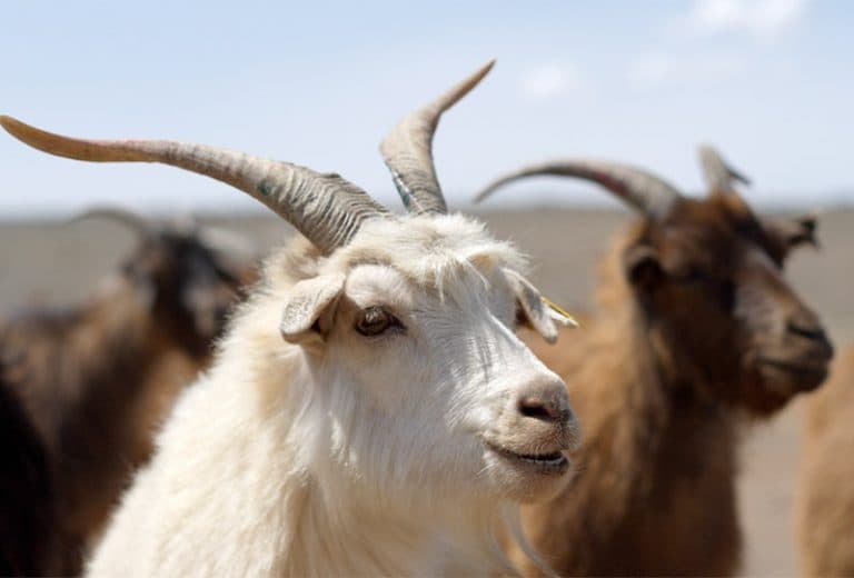 ҮНЭ ХАНШ: Ямааны арьс 60 мянга бол хонины нэхий 3000, ноолуур 170.000-208.000 төгрөг байна