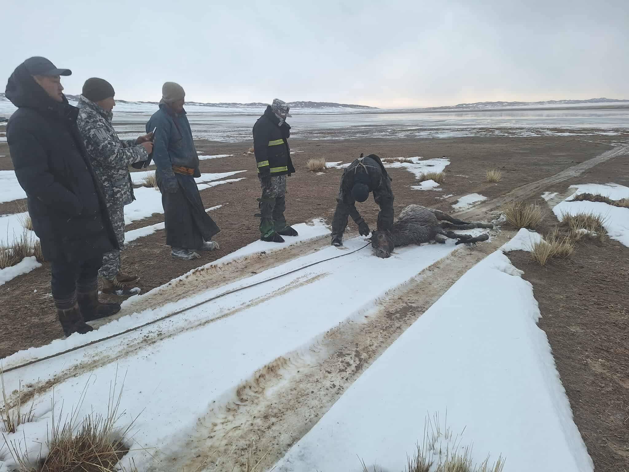 Увс аймгийн Өмнөговь сумд олон тооны мал цасанд дарагдаж, нууранд живжээ