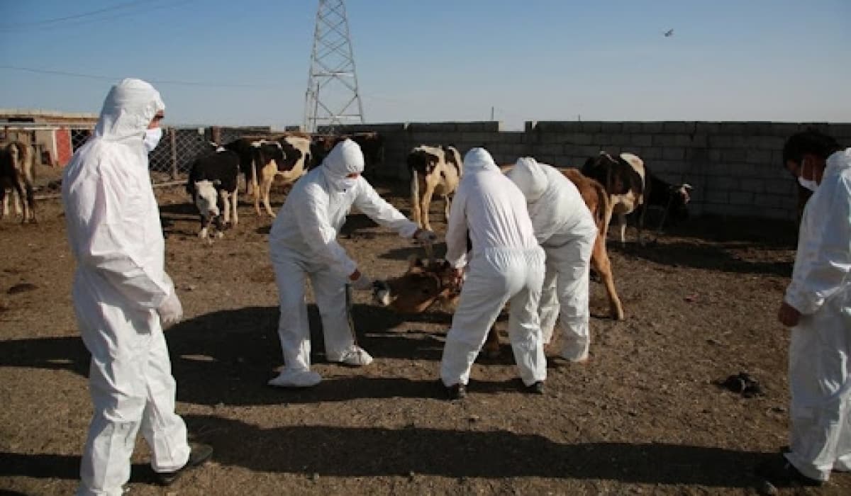Баян-Өлгий аймагт Монгол Улсад бүртгэгдэж байгаагүй шинэ төрлийн САТ1 шүлхий өвчин оношлогдлоо
